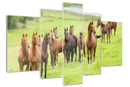 foto-obraz-szklo-akrylowe-stado-koni-na-lace