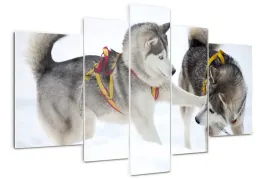 foto-obraz-szklo-akrylowe-poliptyk-husky-zima