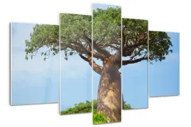 foto-obraz-akrylowy-tryptyk-nowoczesny-baobab