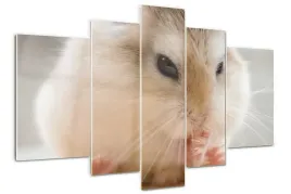 foto-obraz-akrylowy-poliptyk-nowoczesny-chomik
