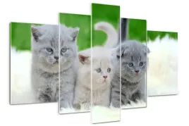 foto-obraz-akrylowy-poliptyk-trzy-koty-na-kocu