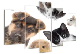 foto-obraz-akrylowy-poliptyk-zwierzeta-domowe