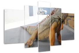 foto-obraz-akrylowy-poliptyk-nowoczesny-iguana