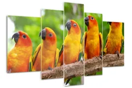 foto-obraz-akrylowy-poliptyk-papugi-na-galezi