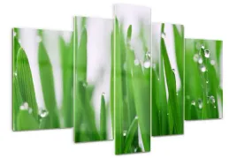 foto-obraz-akrylowy-duzy-tryptyk-zdzbla-trawy