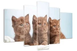 foto-obraz-akrylowy-poliptyk-kotki-na-reczniku