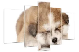 foto-obraz-akrylowy-duzy-tryptyk-szczeniak-akita