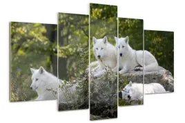 foto-obraz-akrylowy-poliptyk-biale-wilki-skala