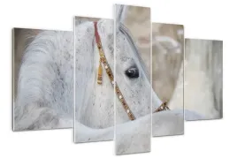 foto-obraz-akrylowy-poliptyk-bialy-kon-arabski