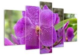 foto-obraz-akrylowy-duzy-tryptyk-orchidea-kwiaty