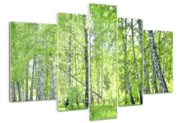 foto-obraz-akrylowy-duzy-tryptyk-las-brzozowy