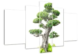 foto-obraz-akrylowy-duzy-tryptyk-drzewo-bonsai