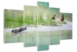 foto-obraz-akrylowy-duzy-tryptyk-kaczki-nad-woda
