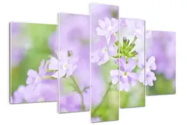 foto-obraz-akrylowy-170x100-duzy-werbena-kwiaty