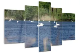 foto-obraz-akrylowy-duzy-tryptyk-biale-labedzie
