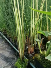 oczeret-bialy-roslina-ozdobna-do-oczka