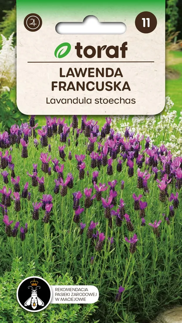 lawenda-francuska-01g-t