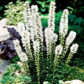 liatris-spicata-alba-liatra-klosowa-biala-white-sadzonka-bulwa-5-szt