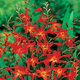 krokosmia-cebulki-cynobrowka-red-king-5-szt-cebule-kwiatowe