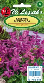 szalwia-blyszczaca-fioletowa-03g-dlugie-klosy-przyciaga-owady-zapylajace