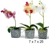 kwiat-w-doniczce-storczyk