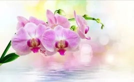 tapeta-flizelinowa-orchidea-roz-416x254
