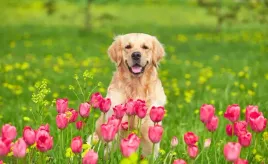 tapeta-flizelinowa-pies-tulipany-416x254