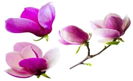 tapeta-flizelinowa-kwiaty-magnolii-416x254