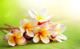 tapeta-flizelinowa-frangipani-kwiaty-416x254