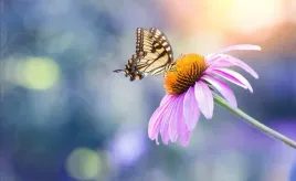 tapeta-flizelinowa-echinacea-motyl-416x254