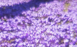 tapeta-flizelinowa-fioletowe-kwiaty-416x254