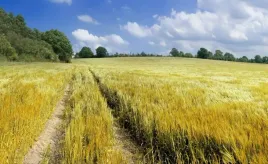 fototapeta-flizelinowa-lan-zboza-416x254