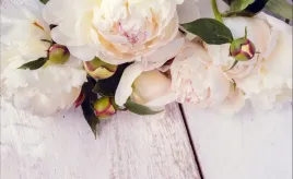 tapeta-flizelinowa-biale-peonie-416x254