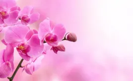 fototapeta-flizelinowa-rozowa-orchidea-416x254