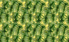 fototapeta-flizelinowa-palma-monstera-416x254