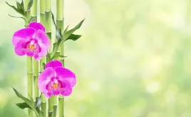 fototapeta-flizelinowa-orchidea-i-bambus-416x254
