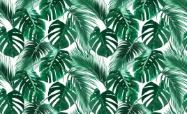 fototapeta-flizelinowa-monstera-dziurawa-416x254
