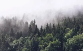 fototapeta-flizelinowa-gora-las-416x254