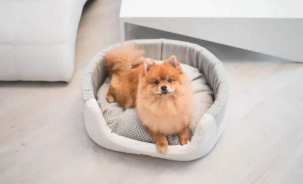 amiplay-legowisko-elipsa-morgan-biale-s-marka-amiplay