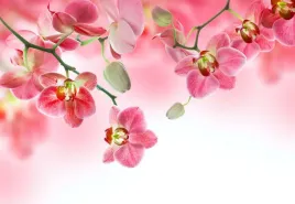 tapeta-flizelinowa-tropikalne-storczyki-152x104