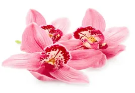 tapeta-flizelinowa-rozowa-orchidea-152x104