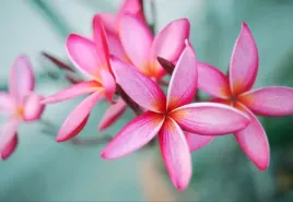 tapeta-flizelinowa-plumeria-rozowy-152x104
