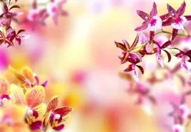 tapeta-flizelinowa-orchidea-rozowy-152x104