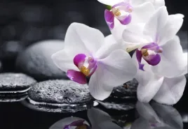 tapeta-flizelinowa-orchidea-152x104