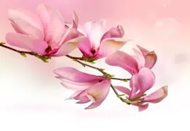 tapeta-flizelinowa-magnolia-152x104