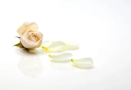 tapeta-flizelinowa-rozowa-roza-152x104