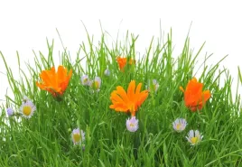 tapeta-flizelinowa-kwiaty-wielkanoc-152x104