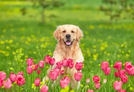 tapeta-flizelinowa-pies-tulipany-152x104
