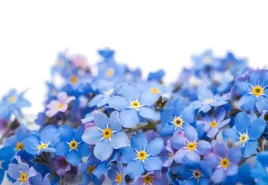 tapeta-flizelinowa-niezapominajki-152x104