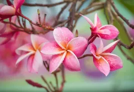 tapeta-flizelinowa-frangipani-rozowy-152x104